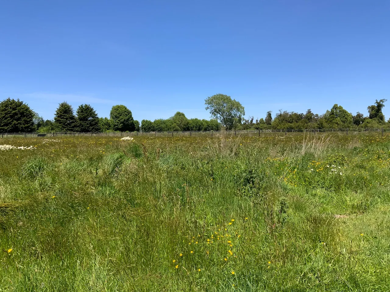 Parcela 5.000 m² con Servicios Operativos en Frutillar — foto 4