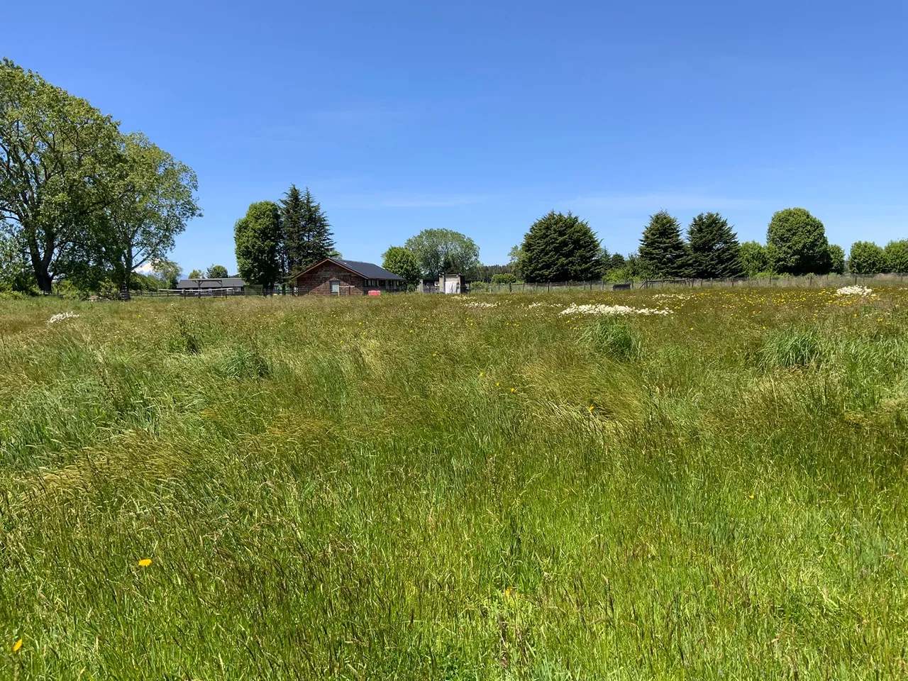 Parcela 5.000 m² con Servicios Operativos en Frutillar — foto 5