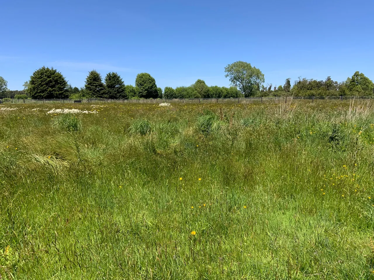 Parcela 5.000 m² con Servicios Operativos en Frutillar — foto 6
