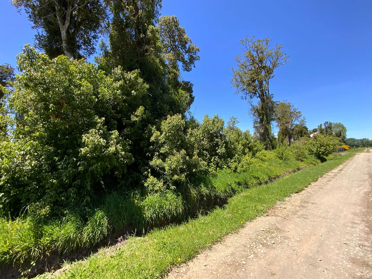 Venta de Hermosa Parcela con Árboles en Frutillar — foto 1