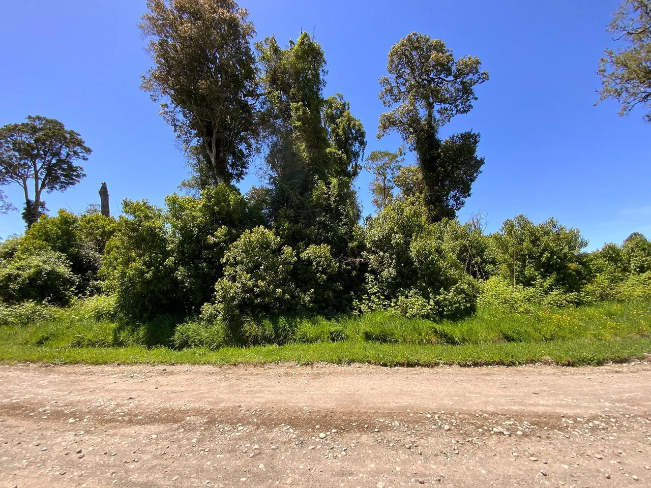 Venta de Hermosa Parcela con Árboles en Frutillar — foto 2