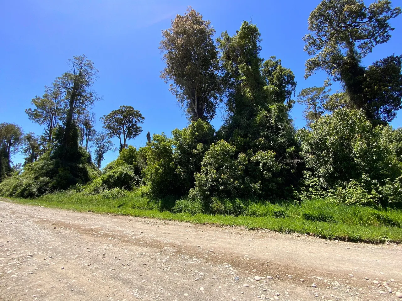 Venta de Hermosa Parcela con Árboles en Frutillar — foto 4