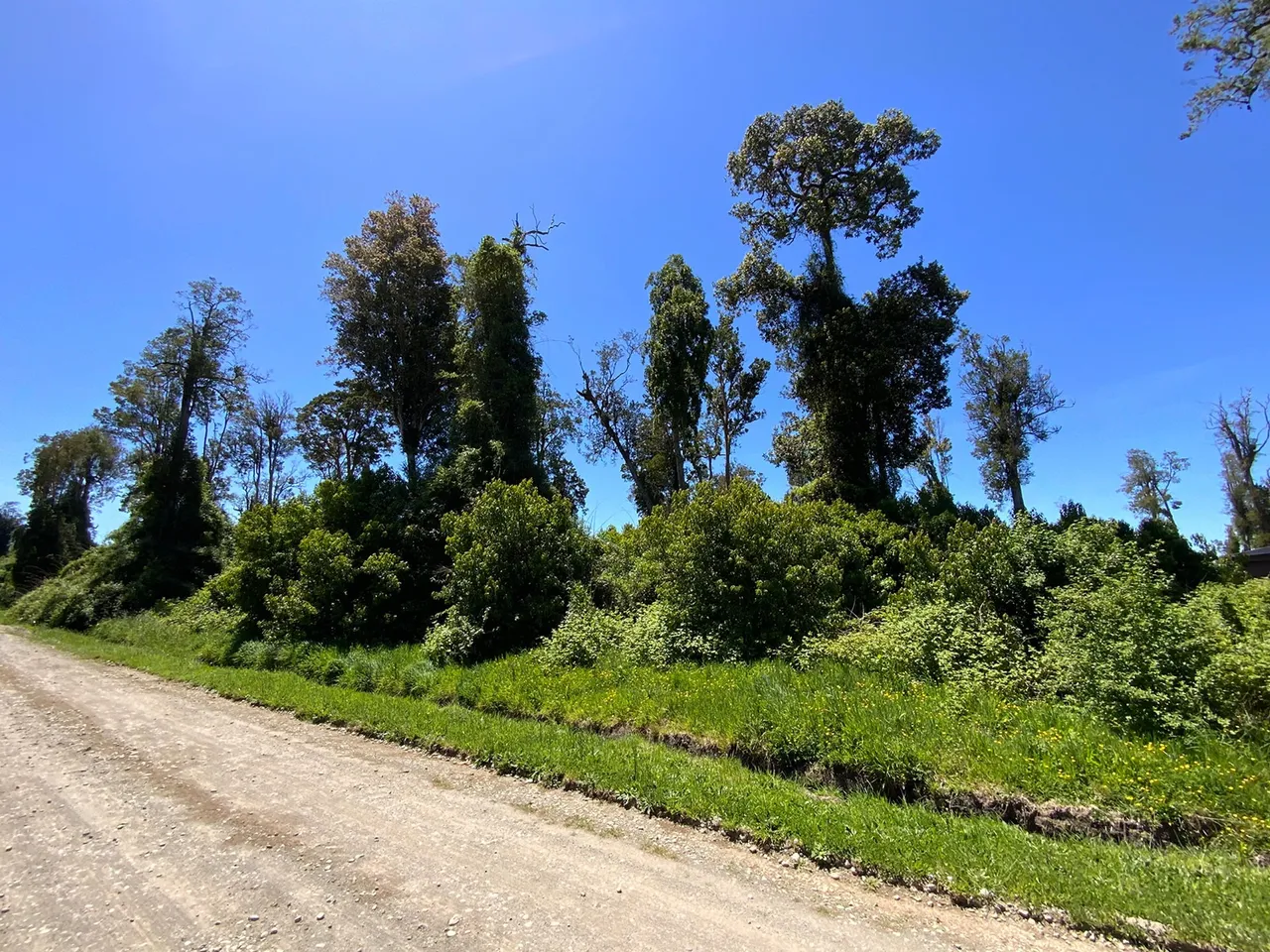 Venta de Hermosa Parcela con Árboles en Frutillar — foto 5