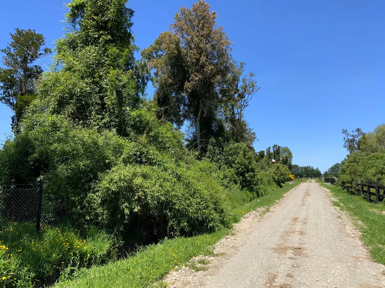 Venta de Hermosa Parcela con Árboles en Frutillar — foto 6